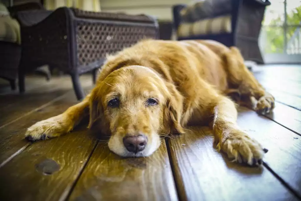 Canine Arthritis | Burt's Pharmacy