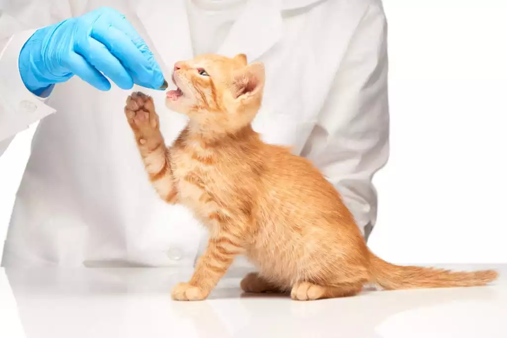 Giving Medication to Your Pet | Burt's Pharmacy and Compounding Lab