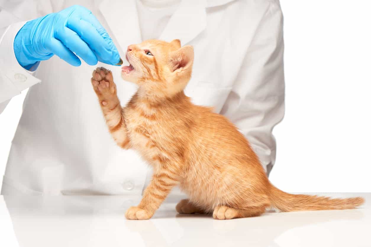 Pet Medication: Benefits of a Compounding Pharmacy - Burt's Pharmacy Pet Medication: Benefits of a Compounding Pharmacy - Burt's Pharmacy