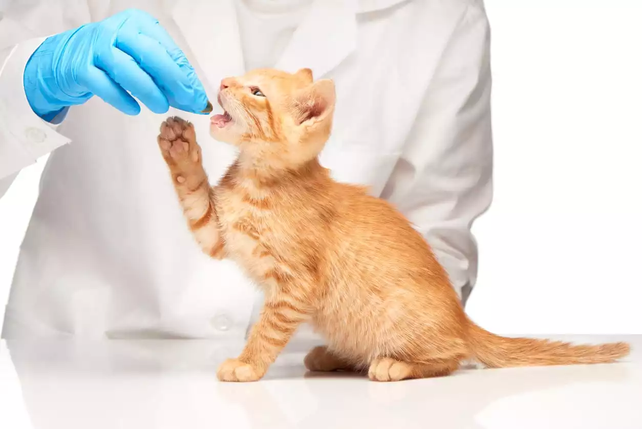 Giving Medication to Your Pet | Burt's Pharmacy and Compounding Lab