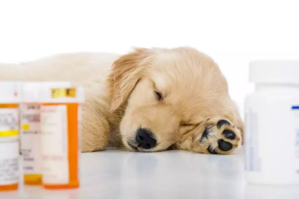 Pet Medication | Burt's Pharmacy and Compounding Lab