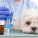 Understanding Compounding for Dog Pharmaceuticals | Burt's Pharmacy and Compounding Lab