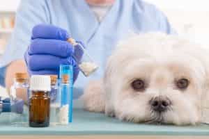 Understanding Compounding for Dog Pharmaceuticals | Burt's Pharmacy and Compounding Lab