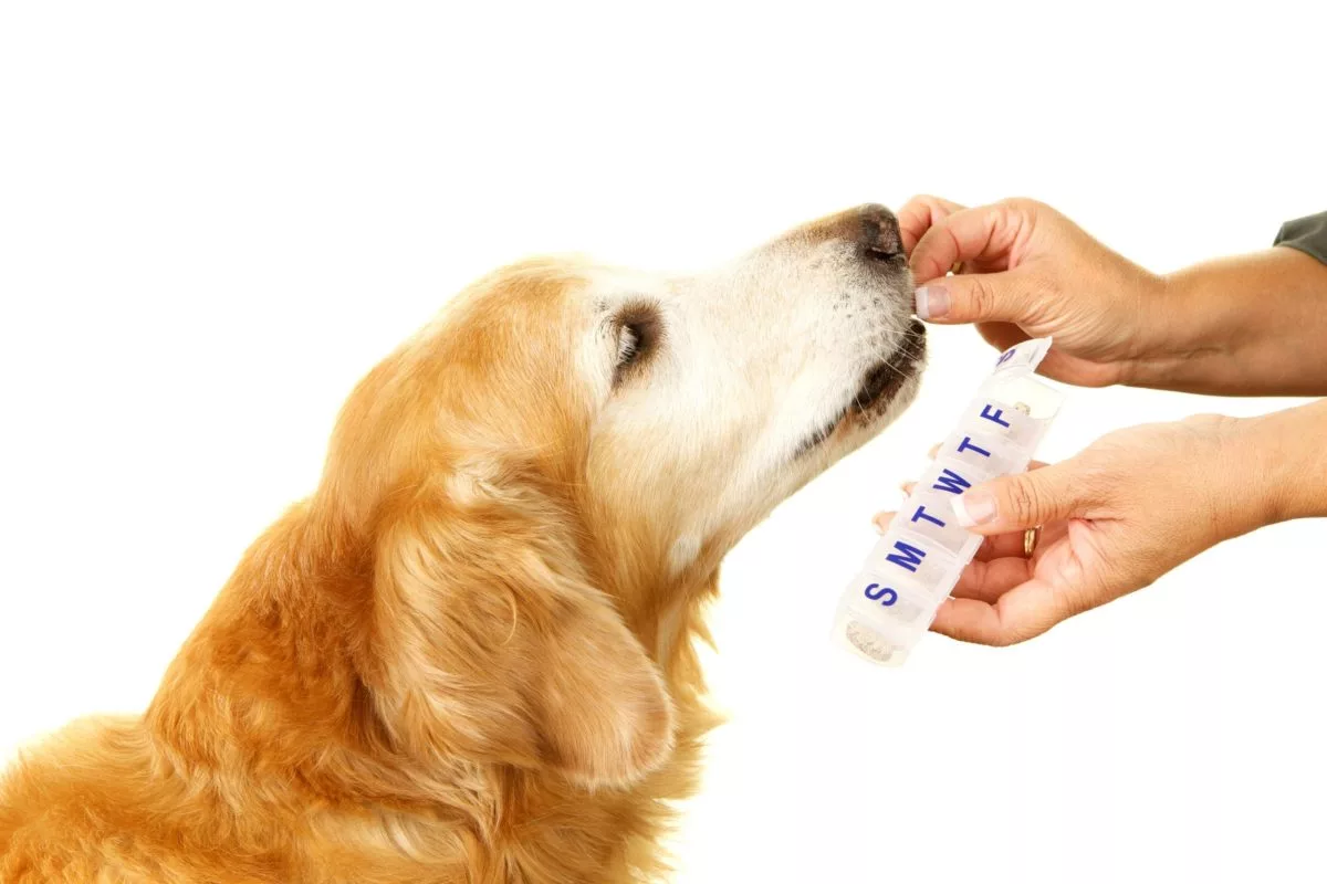What Is A Veterinary Compounding Pharmacy? - Burt'S Pharmacy