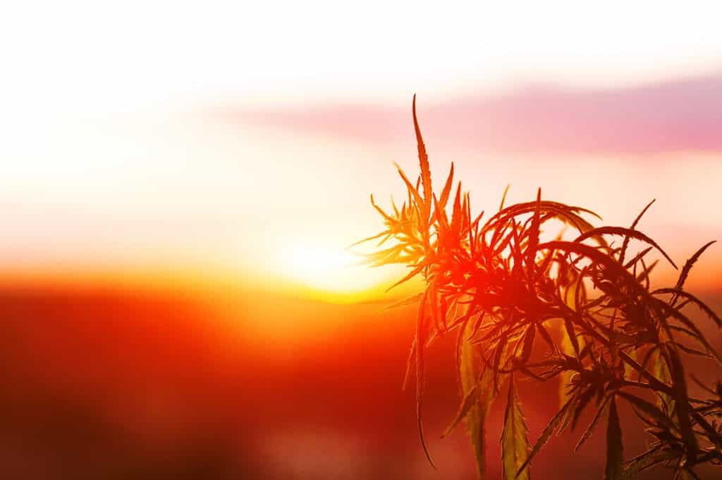 Hemp Field | Burt's Pharmacy and Compounding Lab