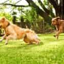 Dogs Playing During Summer | Burt's Pharmacy and Compounding Lab