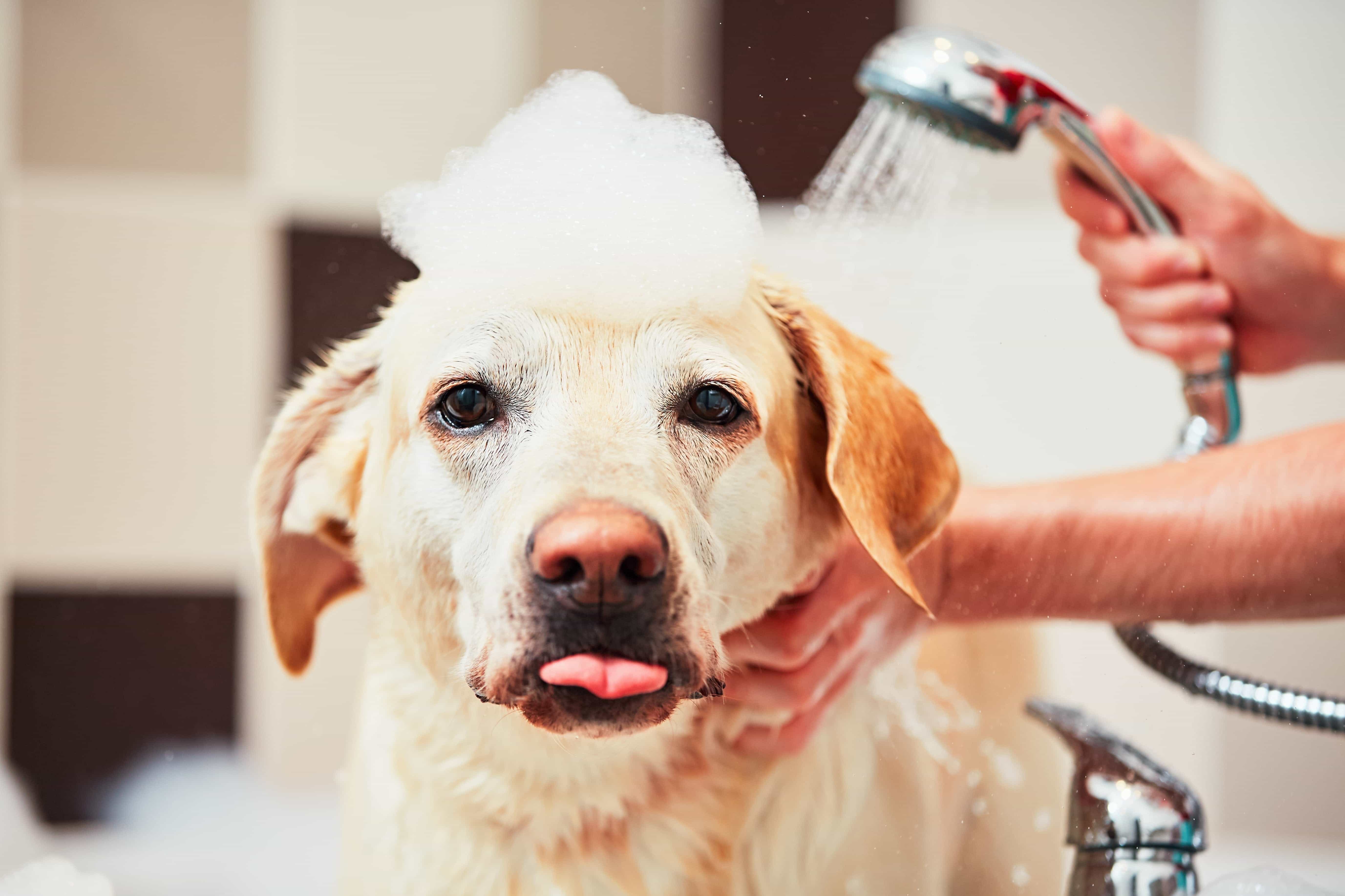 11 Simple Remedies for Your Dog s Skin Problems Burt s