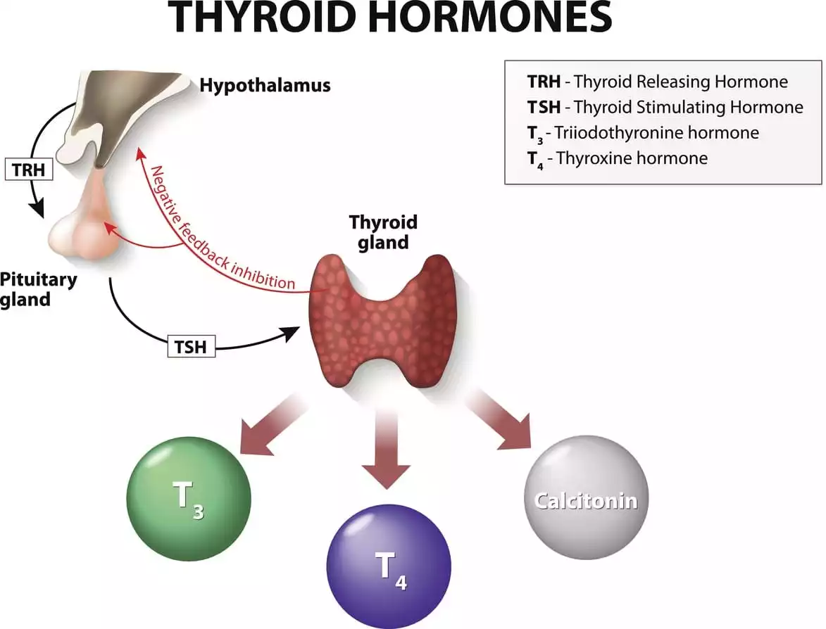 Thyroid Hormones and Symptoms - Burt's Pharmacy and Compounding Lab