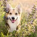 Causes of Dog Skin Allergies and Treatment Options for Skin Allergies - Burt's Pharmacy and Compounding Lab