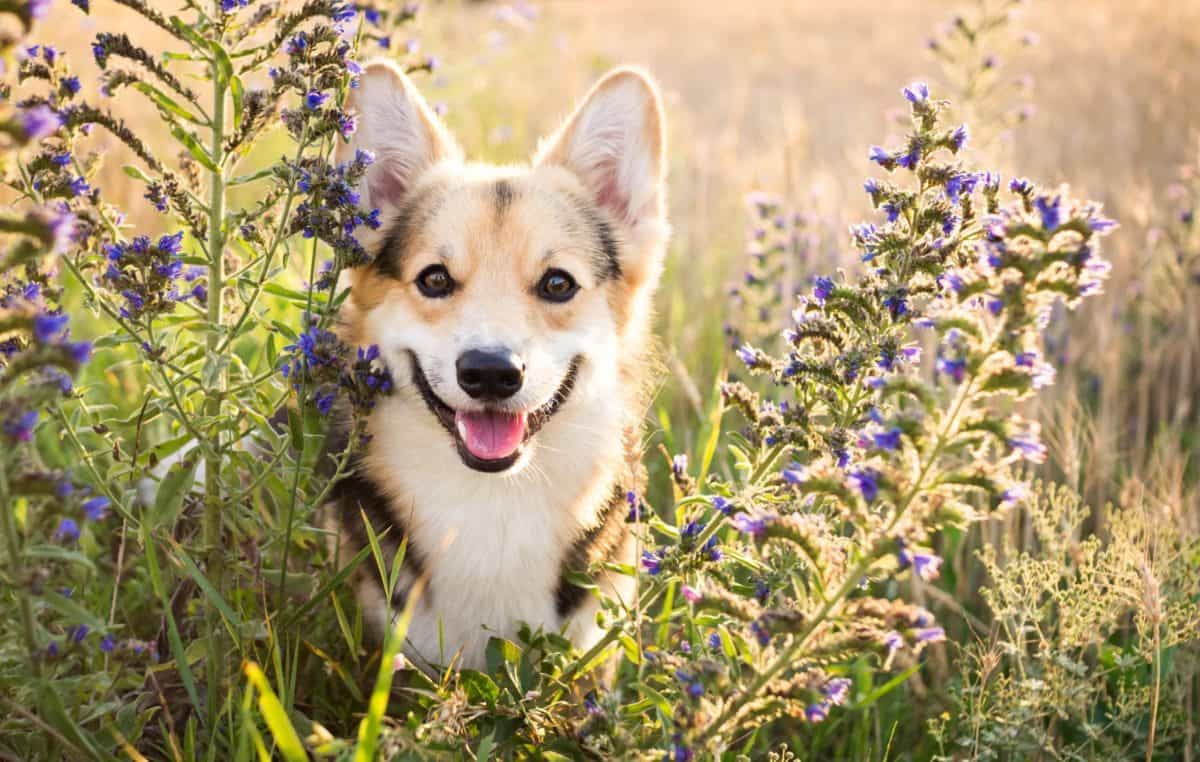 labrador skin allergy treatment