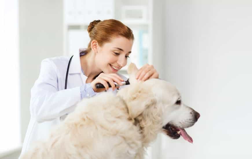 Dog at Vet Because of Arthritis - Burt's Pharmacy and Compounding Lab