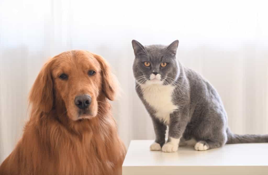 Senior Pet Care - Burt's Pharmacy and Compounding Lab