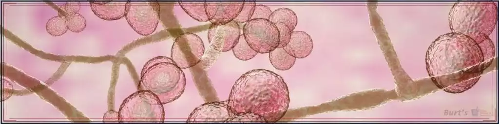 Fungal Sinusitis - Burt's Pharmacy and Compounding Lab