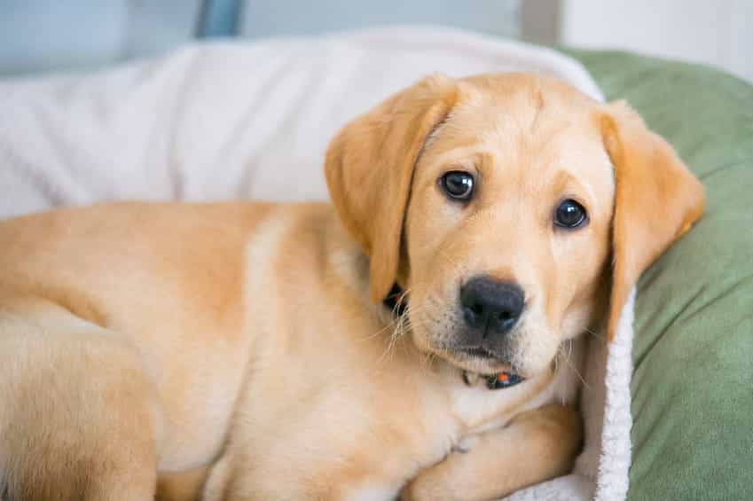 Dog Anxiety Medication: Can Compounding Help? - Burt'sRx