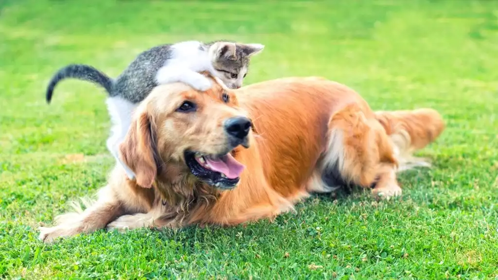 Pet Health Tips for Cats and Dogs - Burt's Pharmacy and Compounding Lab