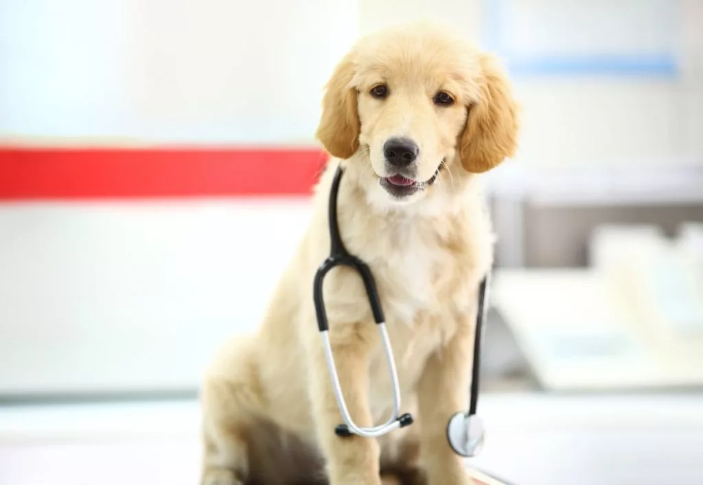 What to Know About Dog Medicine and Compounding - Burt's Pharmacy and Compounding Lab