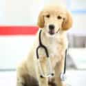What to Know About Dog Medicine and Compounding - Burt's Pharmacy and Compounding Lab