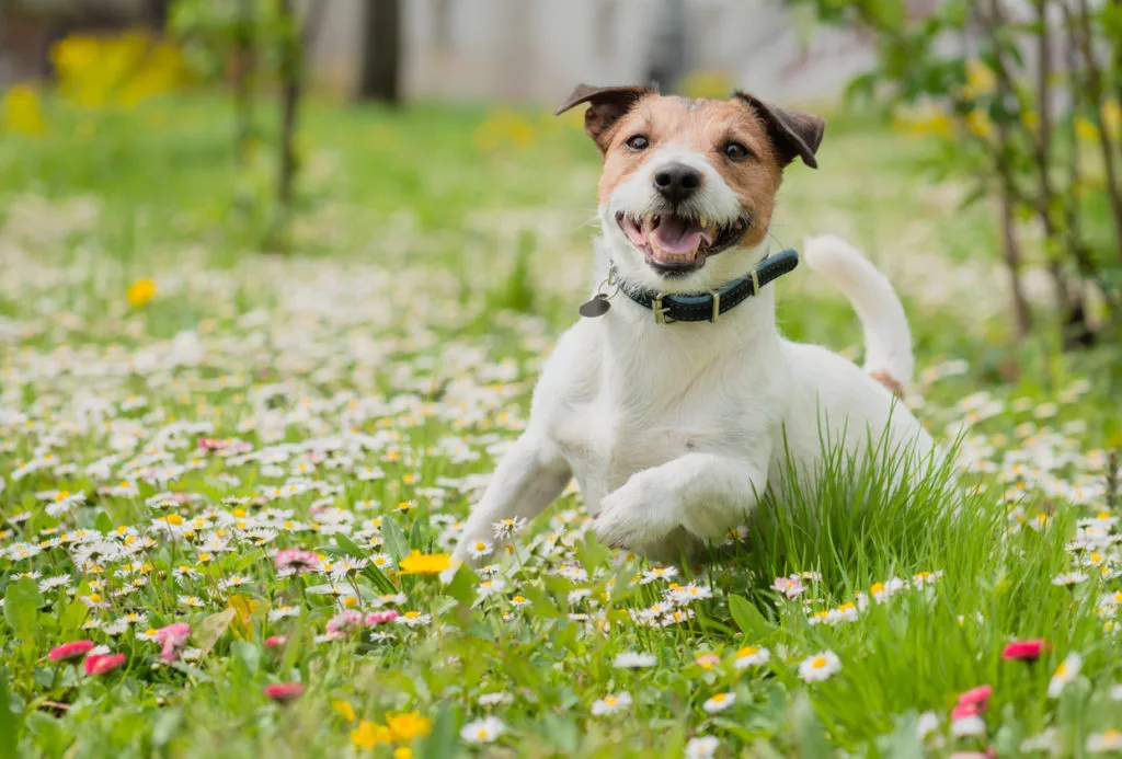 Allergy Medicine for Dogs: Everything You Need to Know - Burts Rx