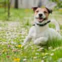 Allergy Medicine for Dogs: Everything You Need to Know - Burts Rx