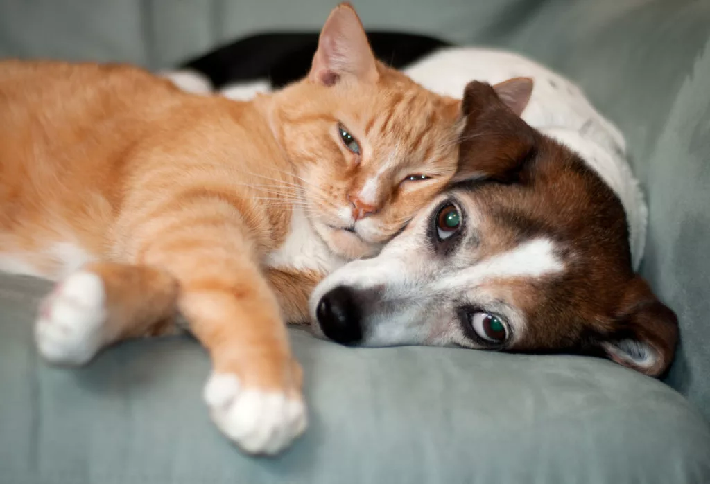 Signs of Pain in Dogs and Cats, and the Best Treatment - Burt's Rx