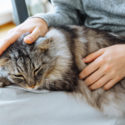 Treating hyperthyroidism in cats with compounding - Burt's Rx