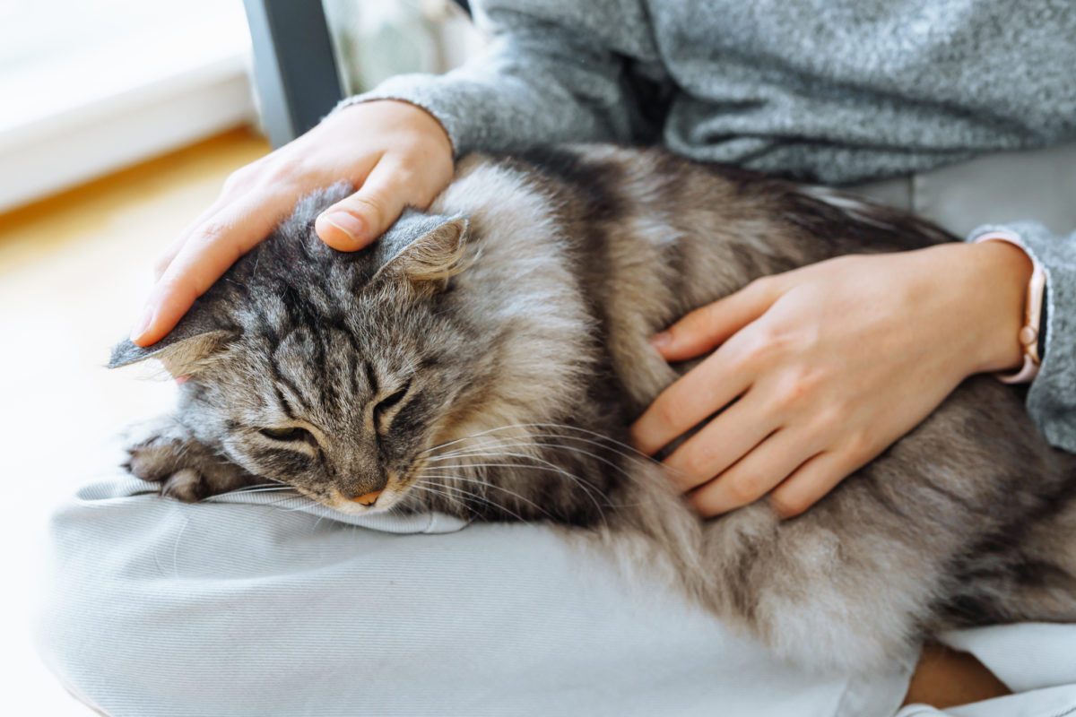 Can Hyperthyroidism In Cats Be Treated