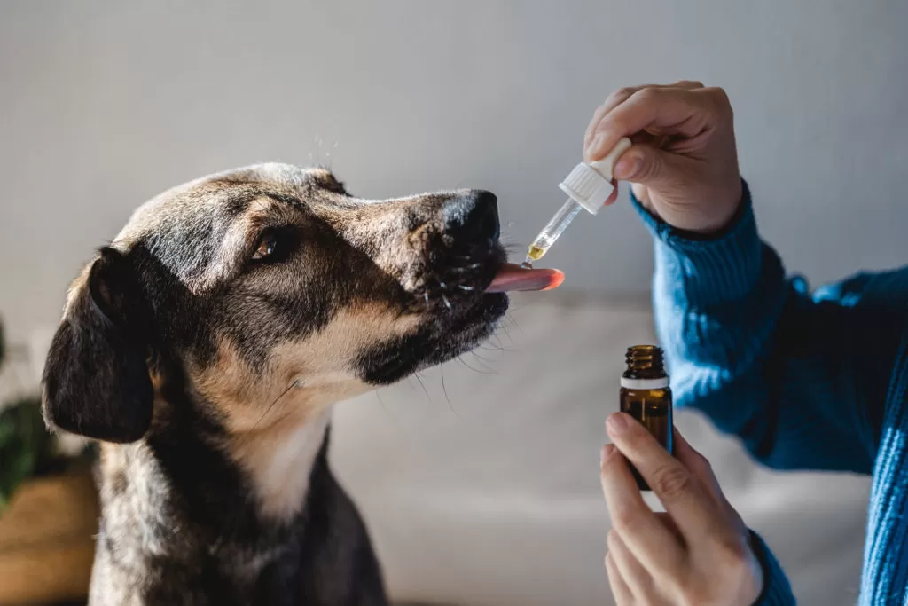 How to Give Your Dog Liquid Medication? - Burt's Rx