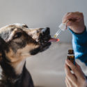 How to Give Your Dog Liquid Medication? - Burt's Rx
