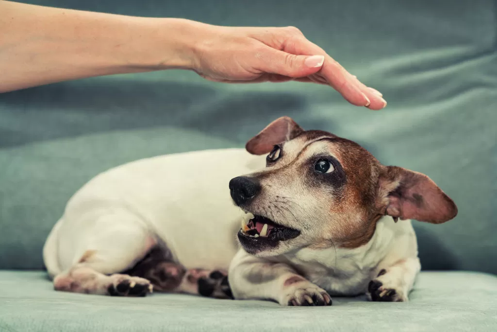 Managing Dog Behavior Issues Through Compounded Pet Meds - Burt's Rx