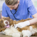 Dry Skin Patches on Dogs: Causes, Symptoms, Treatment - Burt's