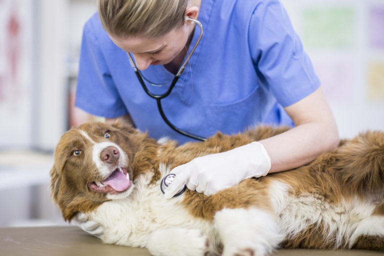 dry-skin-patches-on-dogs-causes-symptoms-treatment-burt-s