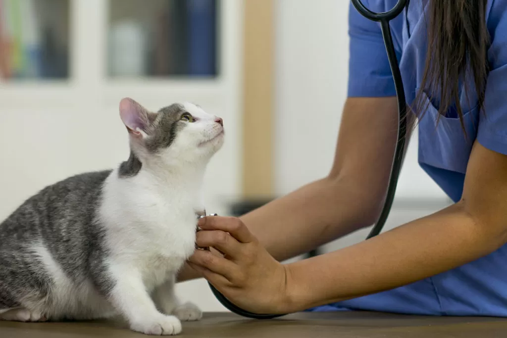 Everything to Know About Hepatic Lipidosis in Cats - Burt's Rx