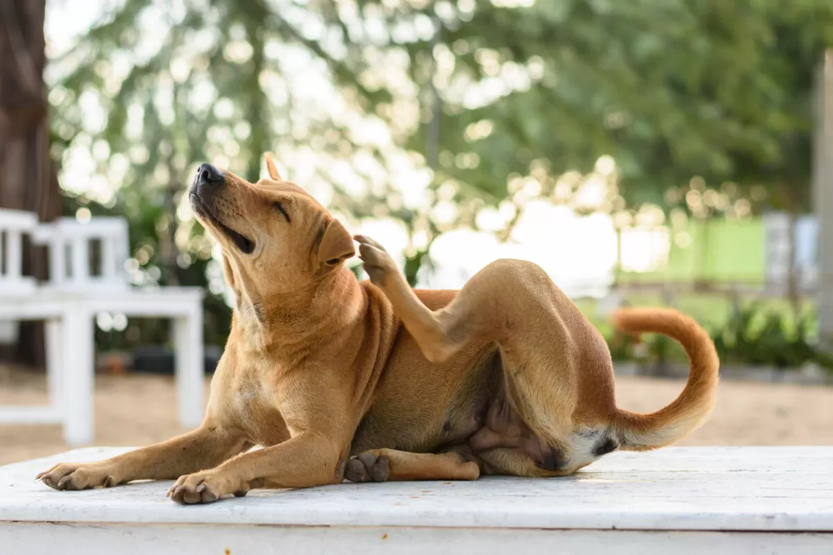 Celebrate Itchy Pet Awareness Month with Dog Itch Relief Tips - Burt's Rx