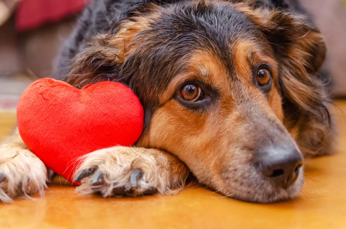 Managing Heart Disease in Dogs: Diet, Exercise, and Medications - Burt's Rx