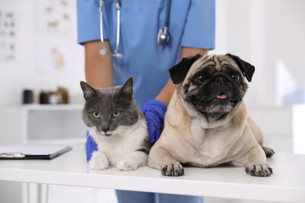 How Compounded Medications Support Effective Pet Pain Management - Burt's Rx